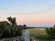 Bats emerging from Yolo Causeway in the evening