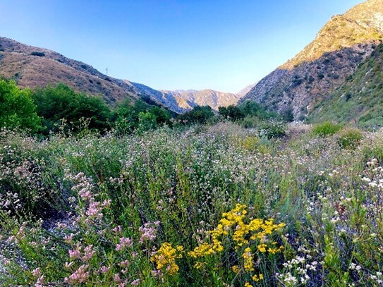 Landscape photo of Big Tujunga Conservation Bank