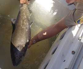A surviving Chinook salmon from a stranding in 2013 at the Colusa Basin Drain