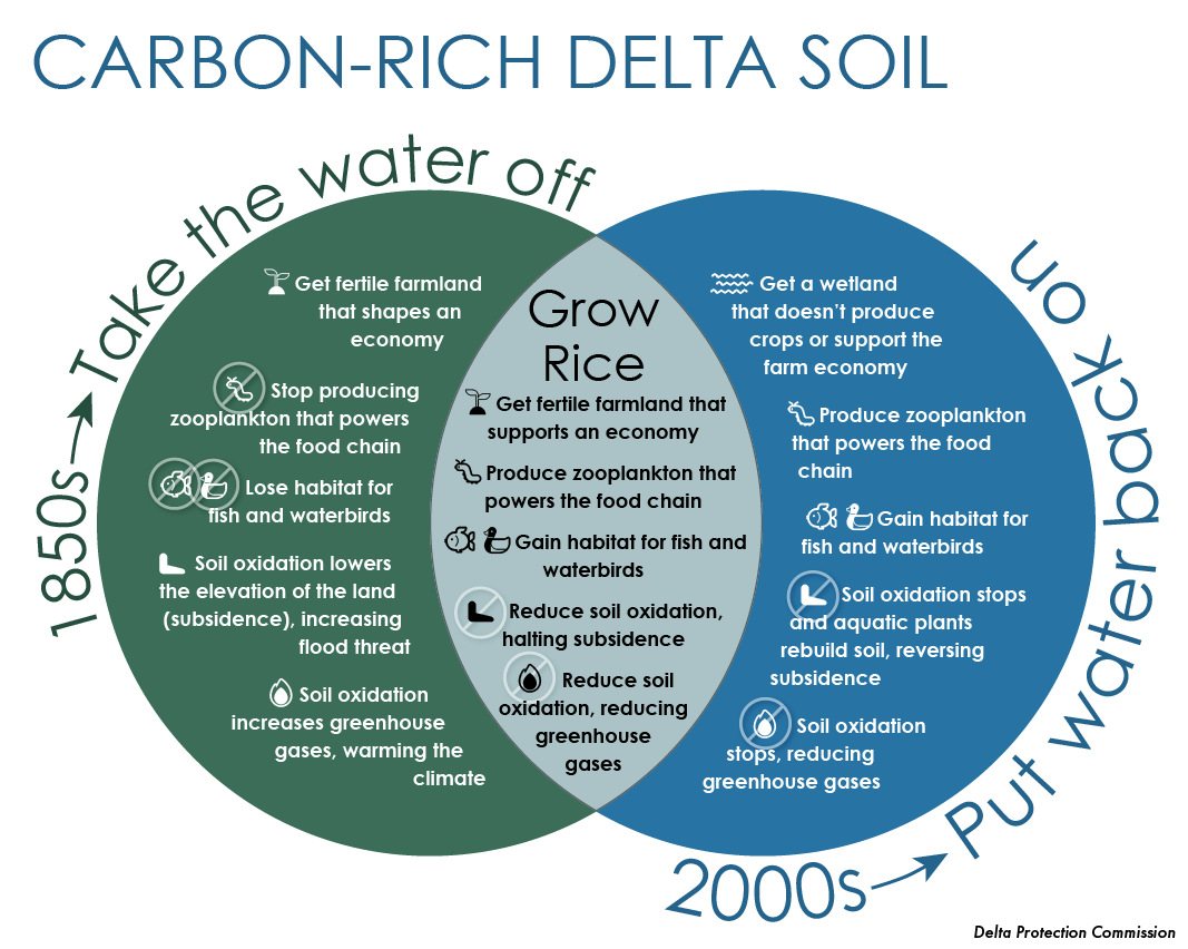 Venn diagram highlights environmental and economic benefits of growing rice in carbon-rich soil