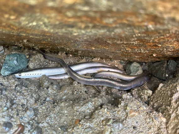 Lamprey rescue during operational scenario 2