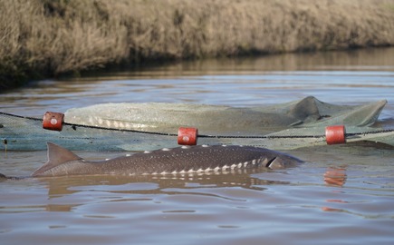 Sturgeon Rescues occurring in the Fremont Weir Stilling Basin