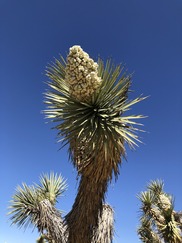 Western Joshua Tree 