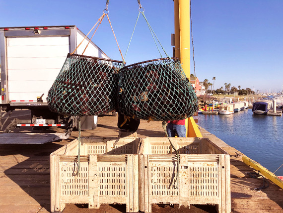 red sea urchins being delivered at the dock