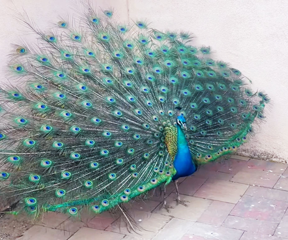 A strutting peacock