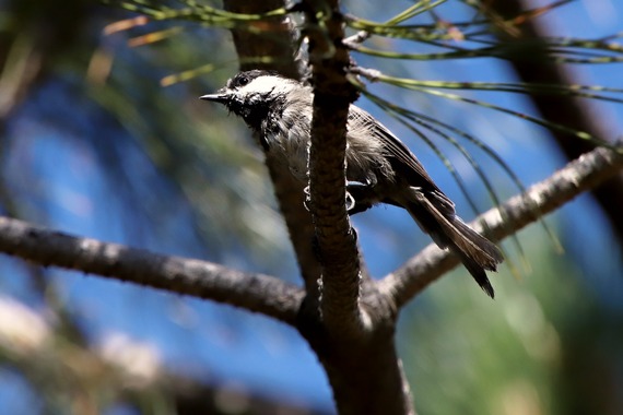 Cuyamaca Rancho State Park Mountain Chickadee Bird
