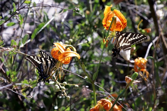 Cuyamaca Rancho State Park pale swallowtail butterfly Humboldt lillies
