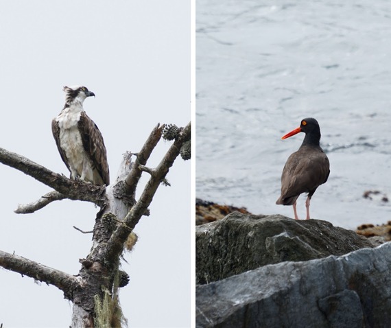 Osprey Wright’s Beach Black Oystercatcher Goat Rock Sonoma Coast State Park