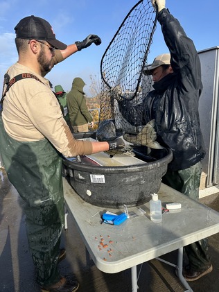 A Chinook salmon being measured at Wallace Weir.