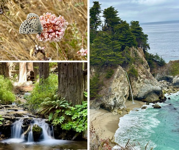 Julia Pfeiffer Burns State Park Smith's Blue Butterfly Buckwheat McWay Falls Creek