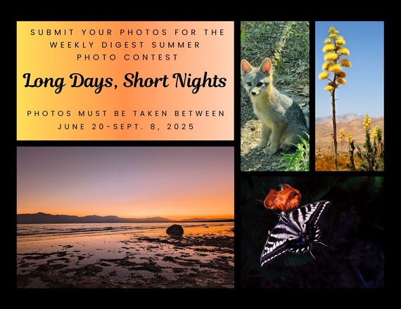 Long Days Short Nights Photo Contest Summer