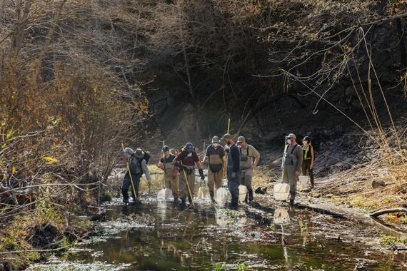 Topanga Creek Rescue of Endangered Species During Palisades Fire