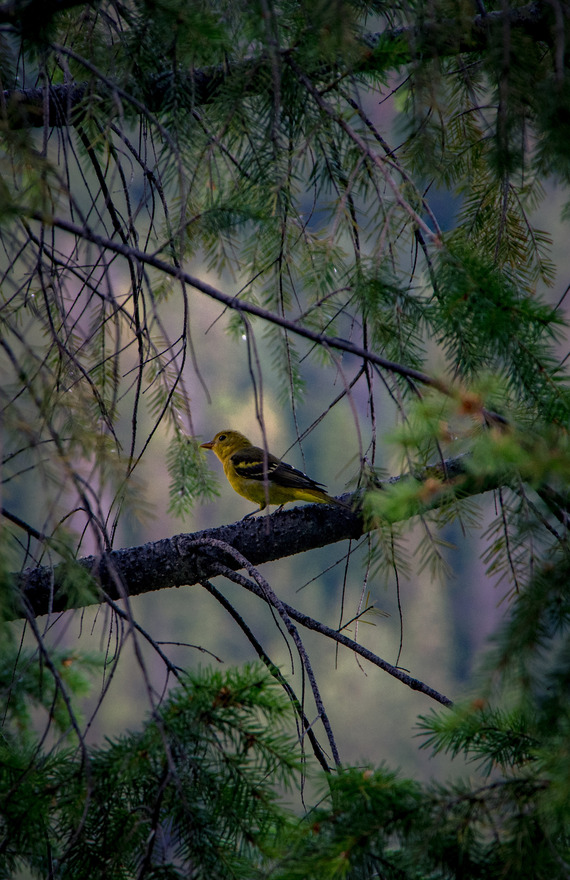 Castle Crags SP_Western Tanager 
