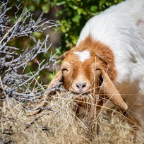 A brown and white goat that appears to be smiling munches on dried brush. 