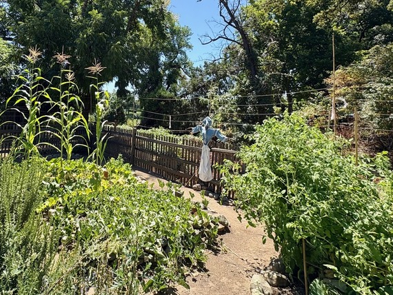 William B. Ide State Historic Park Garden Scarecrow