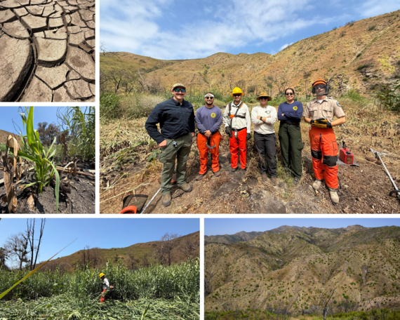Topanga SP invasive species removal