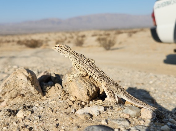 Colorado Desert District State Parks Anza-Borrego fringe-toed lizard basking morning sun