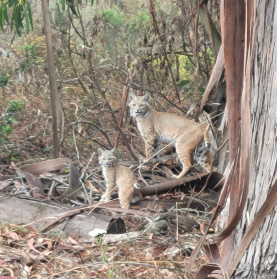 Montaña de Oro State Park  A mother bobcat and cub pause for the camera.