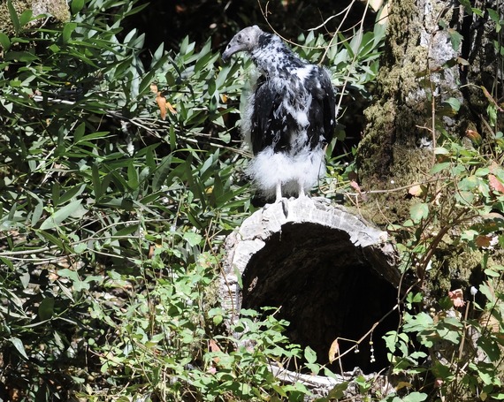 Trione-Annadel SP turkey vulture