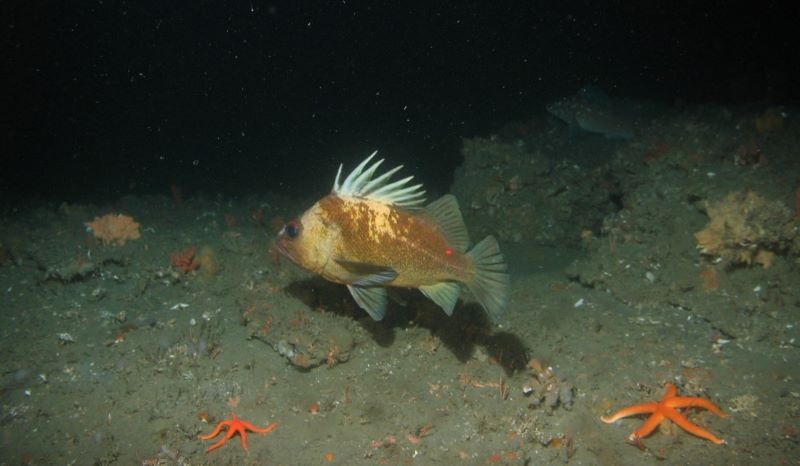CDFW photo of a quillback rockfish.