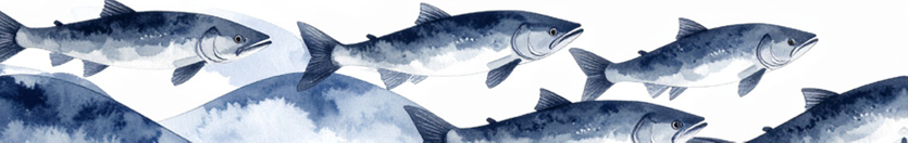 Salmon Swimming Graphic