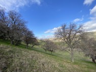 Park setting with oak trees and green grass