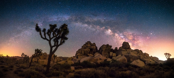 Night sky with western Joshua trees in the foreground