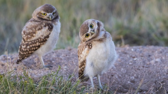 burrowing owls