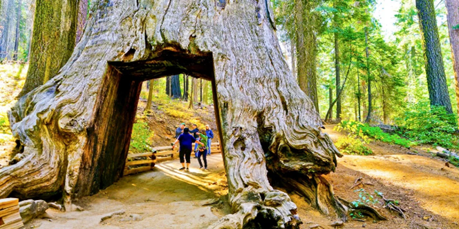 People walking through a Sequoia Tree