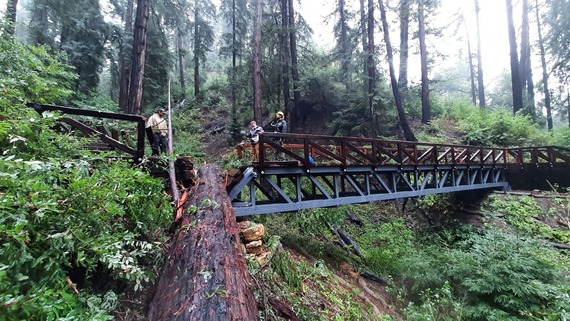 Pfeiffer Falls Trail Bridge was damaged by a fallen redwood tree in 2023, leading to a temporary trail closure