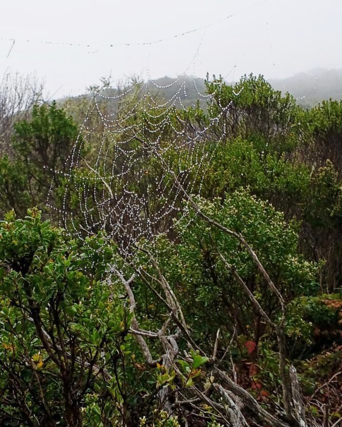 Burleigh H. Murray Ranch Park Property  Guided Walk Drizzle Spiderweb