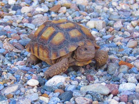 Providence Mountains State Recreation Area   A curious Mojave desert tortoise dropped by the visitor center