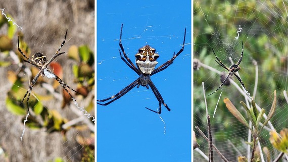 Border Field orbweavers