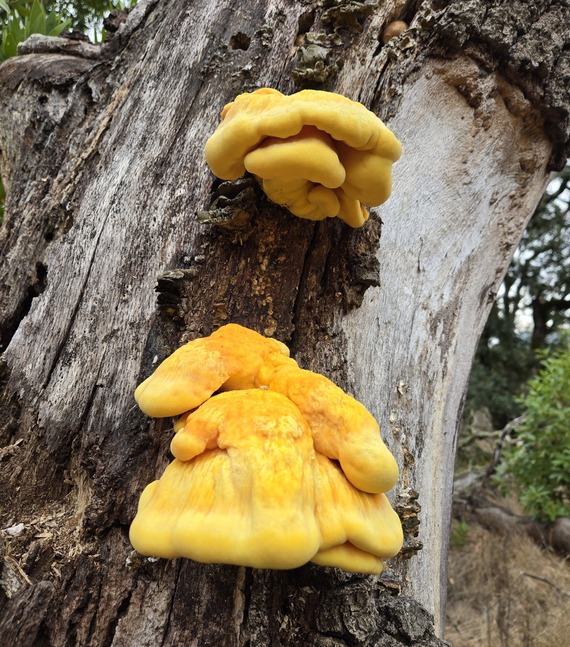 Trione-Annadel State Park Sulphur Shelf Fungi