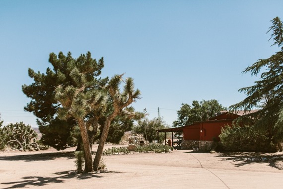 Western Joshua tree in the daytime