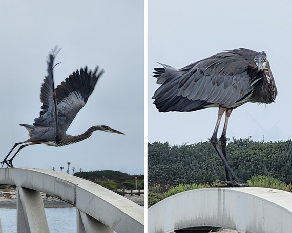 Silver Strand SB great blue heron