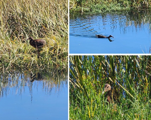 Border Field State Park Endangered Light-footed Ridgway’s Rail Tijuana River Estuary. 