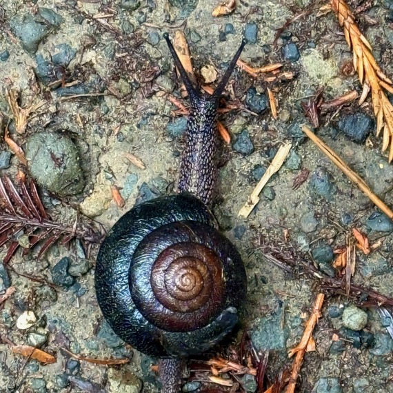 Armstrong Redwoods State Natural Reserve redwood sideband snail.