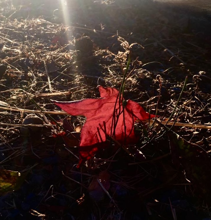 Armstrong Redwoods State Natural Reserve backlit maple leaf