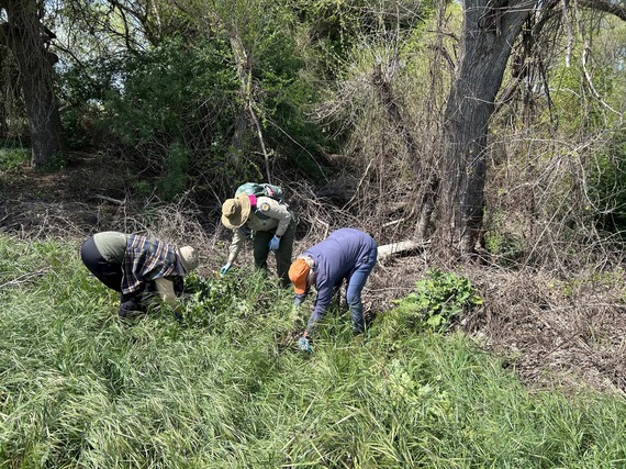 Dos Rios Volunteers in Parks Program Removal Invasive Species