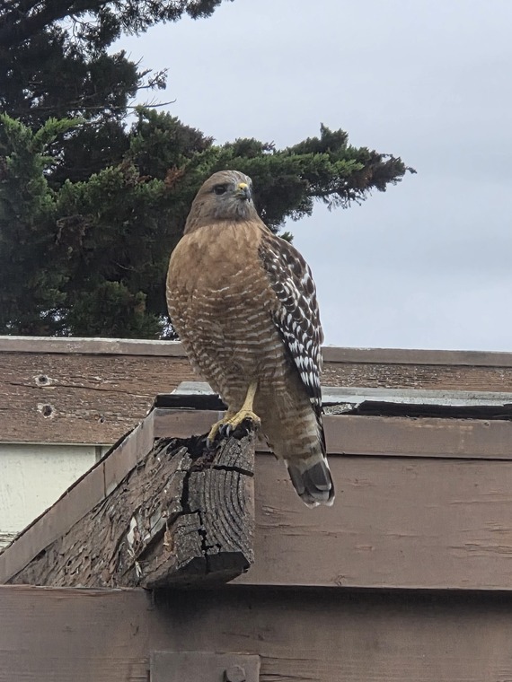 Hearst San Simeon SHM red-shouldered hawk