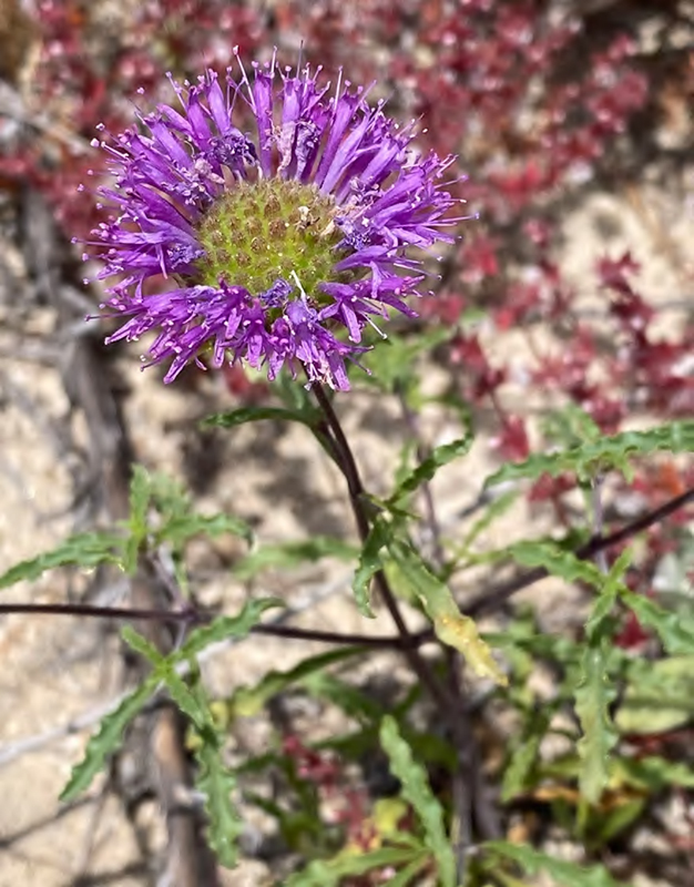 Growing in the hills of Ventura County is Gerry’s curly-leaved monardella. Photo by Mark A. Elvin, used under CC BY-NC 4.0