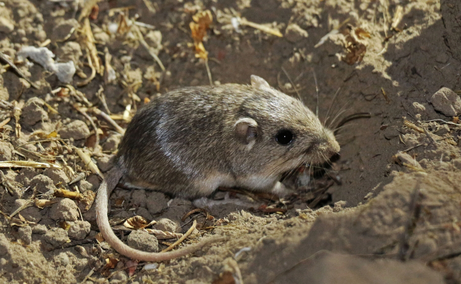 The Pacific pocket mouse is pictured in Orange County. Photo by Joanna Gilkeson/USFWS