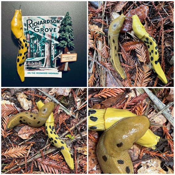 Richardson Grove banana slug