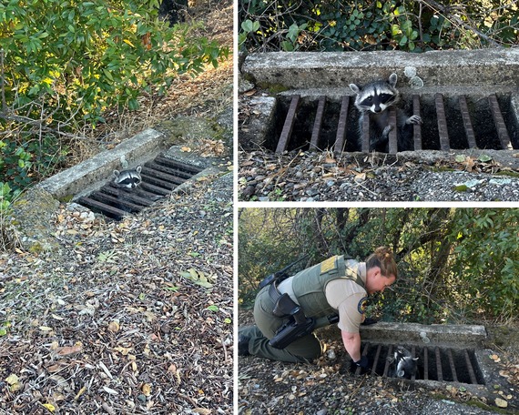 Hearst San Simeon State Historic Monument Raccoon Stuck in Grate Ranger Rescue