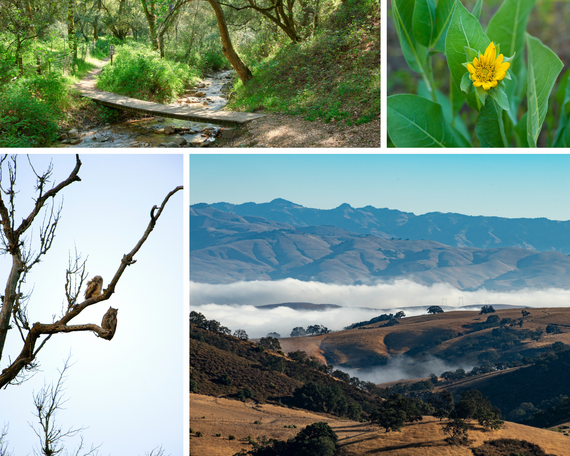 Hollister Hills SVRA nature collage