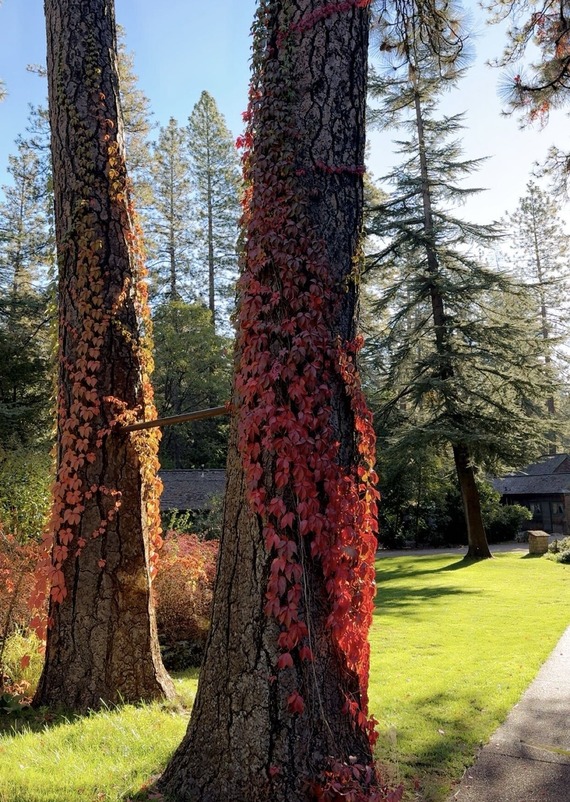Empire Mine State Historic Park Autumn Leaves Ponderosa Pines