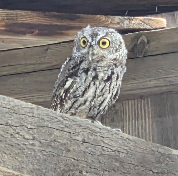 Eastern Kern County Onyx Ranch State Vehicular Recreation Area great horned owl keeps abandoned cabin 