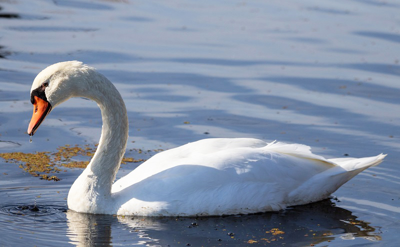 A swan in the water
