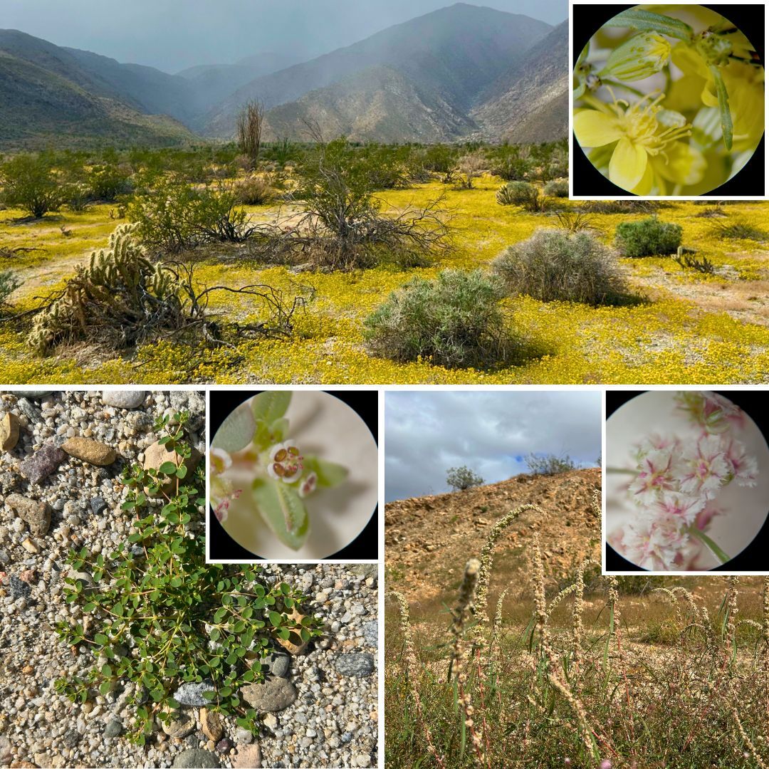 Anza Borrego monsoon blooms collage
